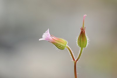 BUITEN BEELD Foto: 167482