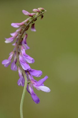 BUITEN BEELD Foto: 167486