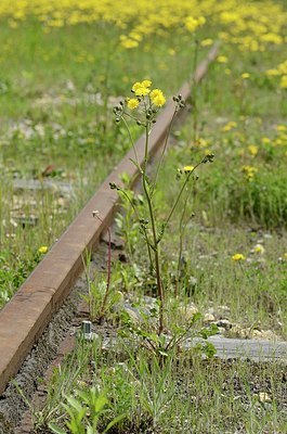BUITEN BEELD Foto: 167510