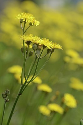 BUITEN BEELD Foto: 167513