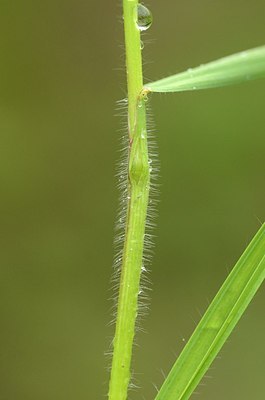 BUITEN BEELD Foto: 167536