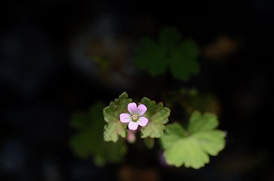 BUITEN BEELD Foto: 167560