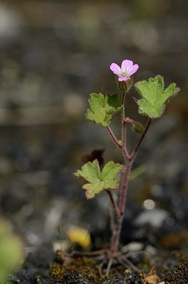 BUITEN BEELD Foto: 167578