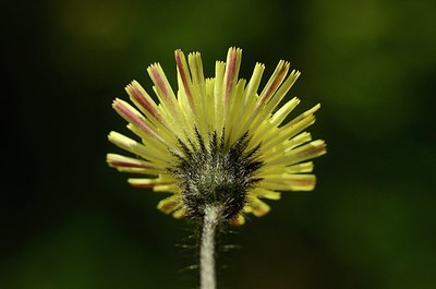 BUITEN BEELD Foto: 167599