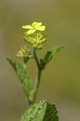 BUITEN BEELD Foto: 167606