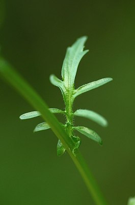 BUITEN BEELD Foto: 167627