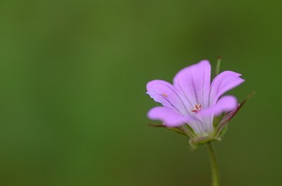 BUITEN BEELD Foto: 167637