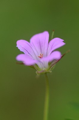 BUITEN BEELD Foto: 167638