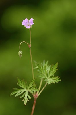 BUITEN BEELD Foto: 167642