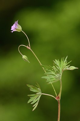 BUITEN BEELD Foto: 167643