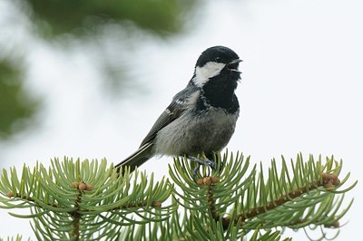 BUITEN BEELD Foto: 167645