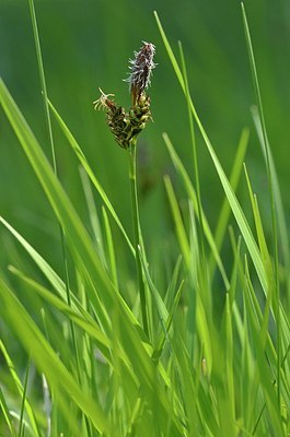 BUITEN BEELD Foto: 167665