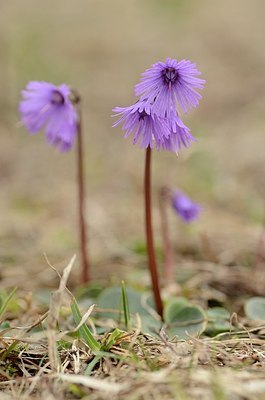 BUITEN BEELD Foto: 167687