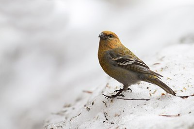 BUITEN BEELD Foto: 167821