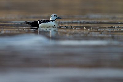 BUITEN BEELD Foto: 167874