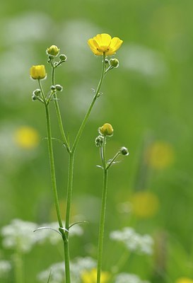 BUITEN BEELD Foto: 167906