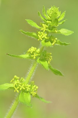 BUITEN BEELD Foto: 167954