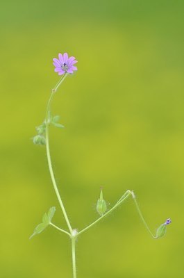 BUITEN BEELD Foto: 167955