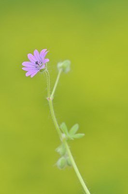 BUITEN BEELD Foto: 167957