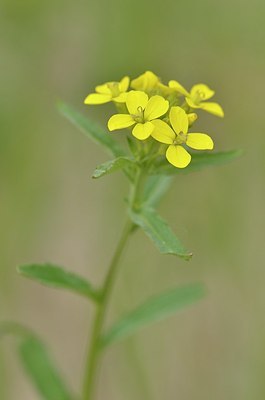 BUITEN BEELD Foto: 167966