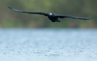 BUITEN BEELD Foto: 167988