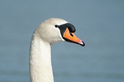 BUITEN BEELD Foto: 167992