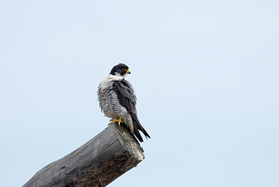 BUITEN BEELD Foto: 167998