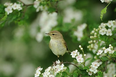 BUITEN BEELD Foto: 168010