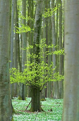 BUITEN BEELD Foto: 168089