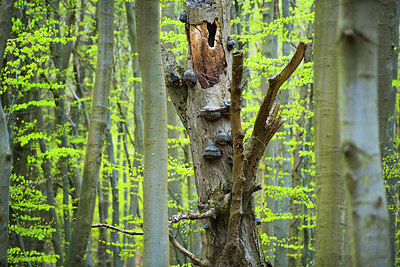 BUITEN BEELD Foto: 168115