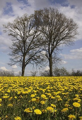 BUITEN BEELD Foto: 168128