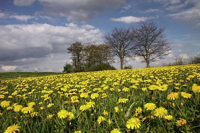 BUITEN BEELD Foto: 168132