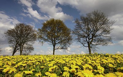 BUITEN BEELD Foto: 168133