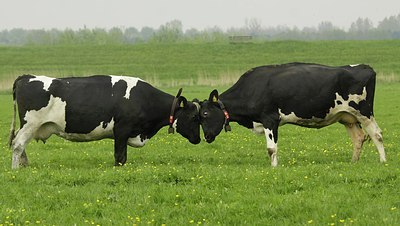 BUITEN BEELD Foto: 168148