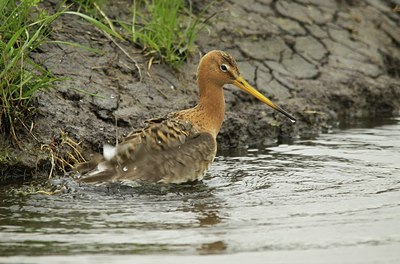BUITEN BEELD Foto: 168153