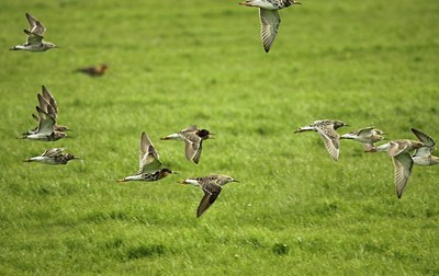 BUITEN BEELD Foto: 168156