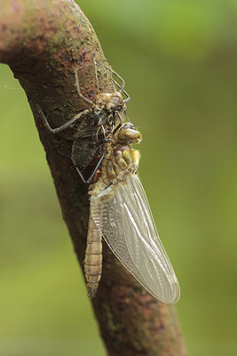 BUITEN BEELD Foto: 168182