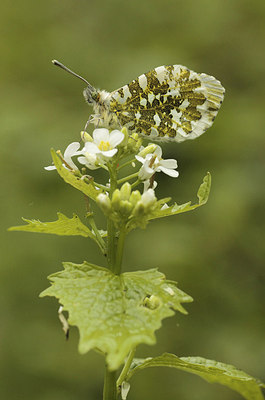 BUITEN BEELD Foto: 168186
