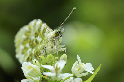 BUITEN BEELD Foto: 168192