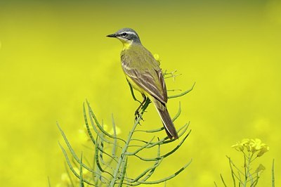 BUITEN BEELD Foto: 168258