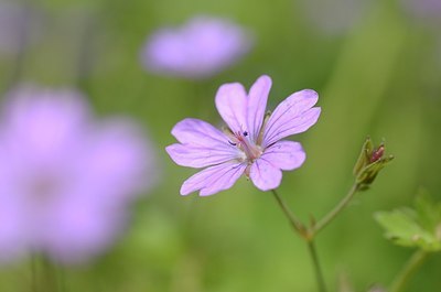 BUITEN BEELD Foto: 168259