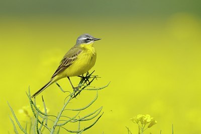 BUITEN BEELD Foto: 168265