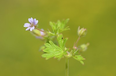 BUITEN BEELD Foto: 168267