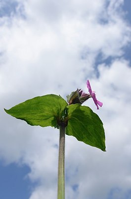 BUITEN BEELD Foto: 168274