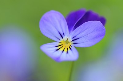BUITEN BEELD Foto: 168277