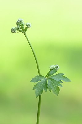BUITEN BEELD Foto: 168298