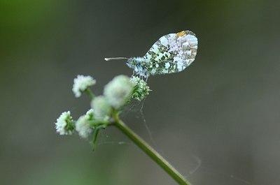 BUITEN BEELD Foto: 168308