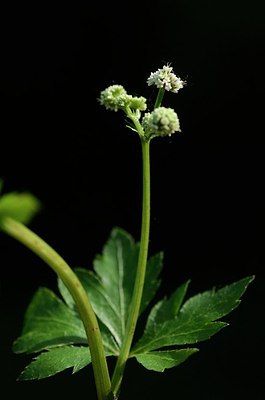 BUITEN BEELD Foto: 168312