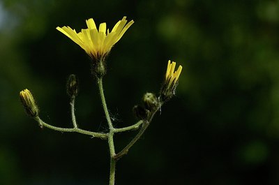 BUITEN BEELD Foto: 168319