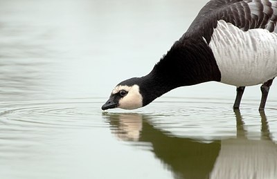 BUITEN BEELD Foto: 168321